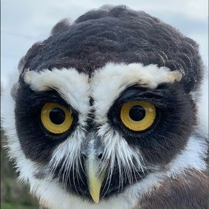 Meet your Posher, Ida